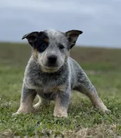 Oakley Female A, a female Australian Cattle Dog for sale in Zolfo Springs, FL – Photo 3 of 3