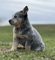 Oakley Female A, a female Australian Cattle Dog for sale in Zolfo Springs, FL – Photo 2 of 3