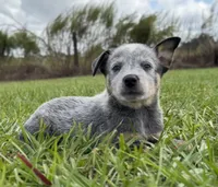 Campana Female B, a female Australian Cattle Dog for sale in Zolfo Springs, FL – 6 of 6