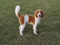 Buckaroo , a male Poodle - Miniature  for sale in Waco, TX – 2 of 6