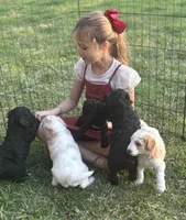 Prancer, a female Poodle - Miniature  for sale in Waco, TX – Photo 2 of 3