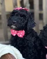 Prancer, a female Poodle - Miniature  for sale in Waco, TX – Photo 1 of 3
