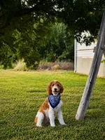 Buckaroo , a male Poodle - Miniature  for sale in Waco, TX – 4 of 6