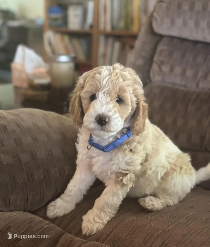 Buckaroo – Poodle - Miniature  puppy for sale in Waco, TX