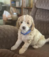 Buckaroo, a male Poodle - Miniature  for sale in Waco, TX – Photo 1 of 4