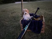 Buckaroo, a male Poodle - Miniature  for sale in Waco, TX – Photo 4 of 4