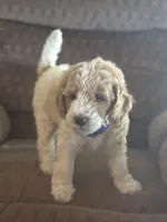 Buckaroo, a male Poodle - Miniature  for sale in Waco, TX – Photo 2 of 4