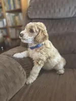 Buckaroo, a male Poodle - Miniature  for sale in Waco, TX – Photo 3 of 4