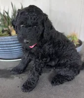 Pearl , a female Poodle - Miniature  for sale in Waco, TX – Photo 4 of 5