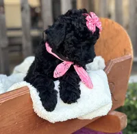 Pearl , a female Poodle - Miniature  for sale in Waco, TX – Photo 2 of 5