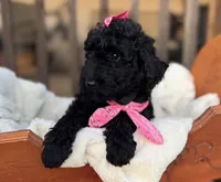 Pearl , a female Poodle - Miniature  for sale in Waco, TX – Photo 1 of 5