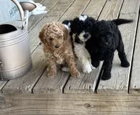 Pearl , a female Poodle - Miniature  for sale in Waco, TX – Photo 3 of 5