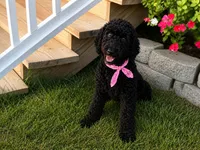 Tippy, a female Poodle - Miniature  for sale in Waco, TX – 5 of 6