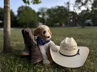 Tucker , a male Poodle - Miniature  for sale in Waco, TX – Photo 1 of 3