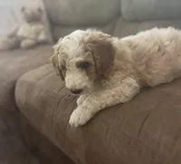 Tucker , a male Poodle - Miniature  for sale in Waco, TX – Photo 3 of 3