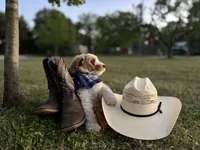 Tucker , a male Poodle - Miniature  for sale in Waco, TX – Photo 2 of 3