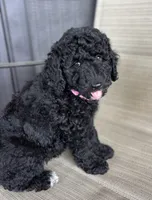 Tippy, a female Poodle - Miniature  for sale in Waco, TX – Photo 4 of 4