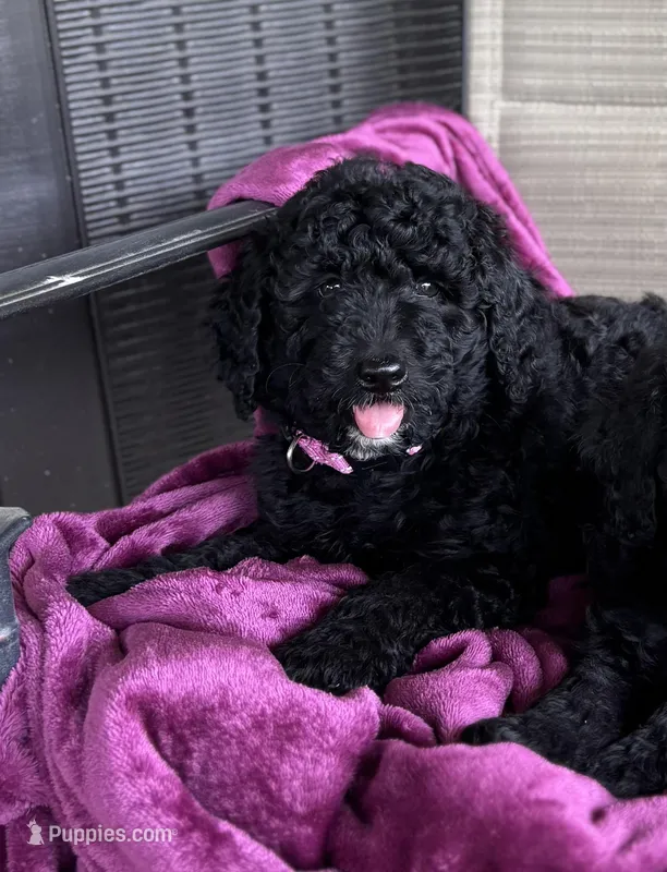 Tippy – Poodle - Miniature  puppy for sale in Waco, TX