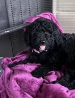 Tippy, a female Poodle - Miniature  for sale in Waco, TX – Photo 1 of 4