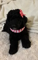 Tippy, a female Poodle - Miniature  for sale in Waco, TX – Photo 3 of 4