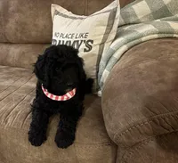 Tippy, a female Poodle - Miniature  for sale in Waco, TX – Photo 2 of 4