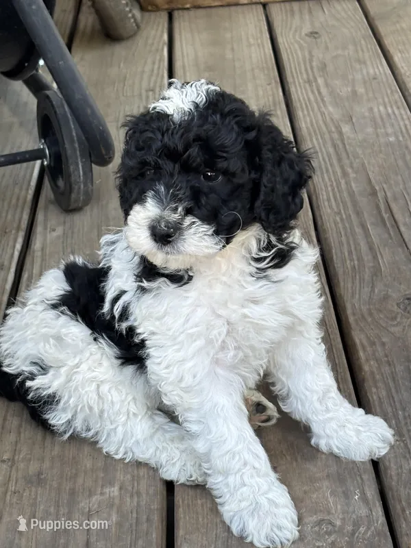 Remi  – Poodle - Miniature  puppy for sale in Waco, TX