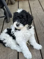 Remi , a male Poodle - Miniature  for sale in Waco, TX – Photo 1 of 6