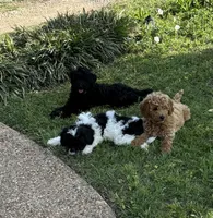 Remi , a male Poodle - Miniature  for sale in Waco, TX – Photo 5 of 6
