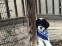 Remi , a male Poodle - Miniature  for sale in Waco, TX – Photo 2 of 6