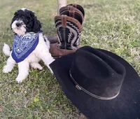 Remi , a male Poodle - Miniature  for sale in Waco, TX – Photo 3 of 6