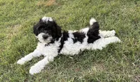 Remi , a male Poodle - Miniature  for sale in Waco, TX – Photo 6 of 6