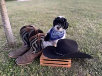 Remi , a male Poodle - Miniature  for sale in Waco, TX – Photo 4 of 6