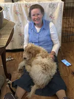Buckaroo , a male Poodle - Miniature  for sale in Waco, TX – 2 of 2
