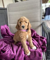 Tawny, a female Poodle - Miniature  for sale in Waco, TX – Photo 4 of 4