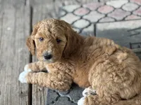 Tawny, a female Poodle - Miniature  for sale in Waco, TX – Photo 2 of 4