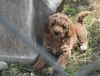 Tawny, a female Poodle - Miniature  for sale in Waco, TX – Photo 3 of 4