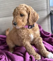 Tawny, a female Poodle - Miniature  for sale in Waco, TX – Photo 1 of 4