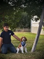 Buckaroo , a male Poodle - Miniature  for sale in Waco, TX – 3 of 6