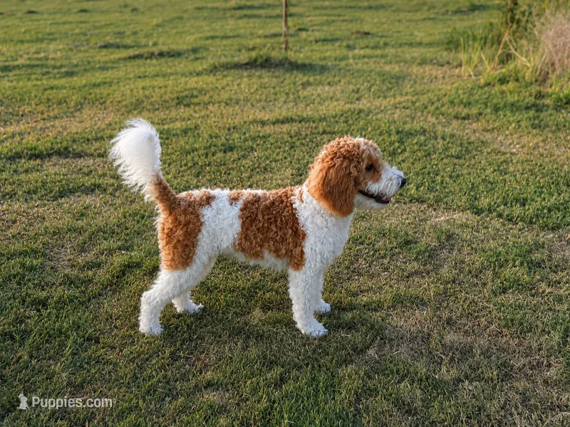 Buckaroo  – Poodle - Miniature  puppy for sale in Waco, TX