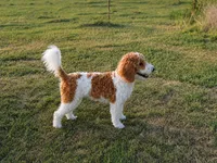 Buckaroo , a male Poodle - Miniature  for sale in Waco, TX – 1 of 6