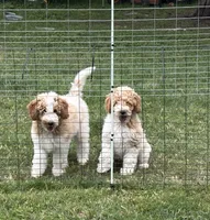 Buckaroo , a male Poodle - Miniature  for sale in Waco, TX – 1 of 2