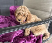 Maggie, a female Poodle - Miniature  for sale in Waco, TX – Photo 4 of 4