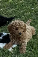 Maggie, a female Poodle - Miniature  for sale in Waco, TX – Photo 3 of 4