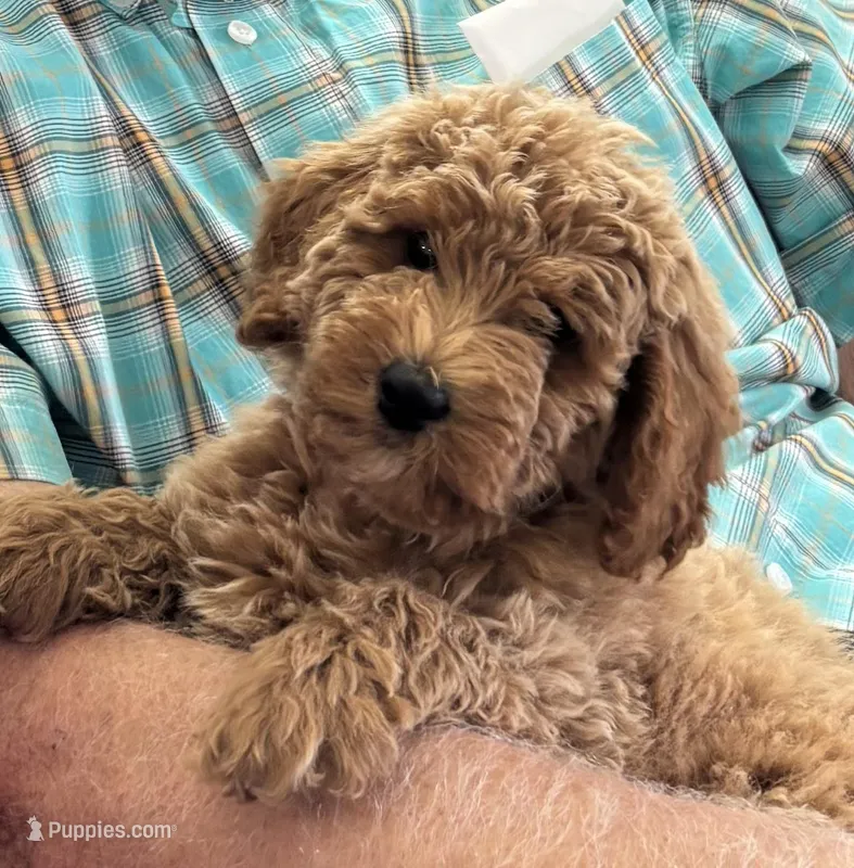 Maggie – Poodle - Miniature  puppy for sale in Waco, TX