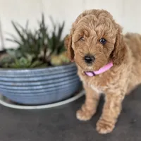 Maggie, a female Poodle - Miniature  for sale in Waco, TX – Photo 2 of 4