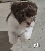 Jill, a female Havanese for sale in Lakeside, MT – 5 of 6
