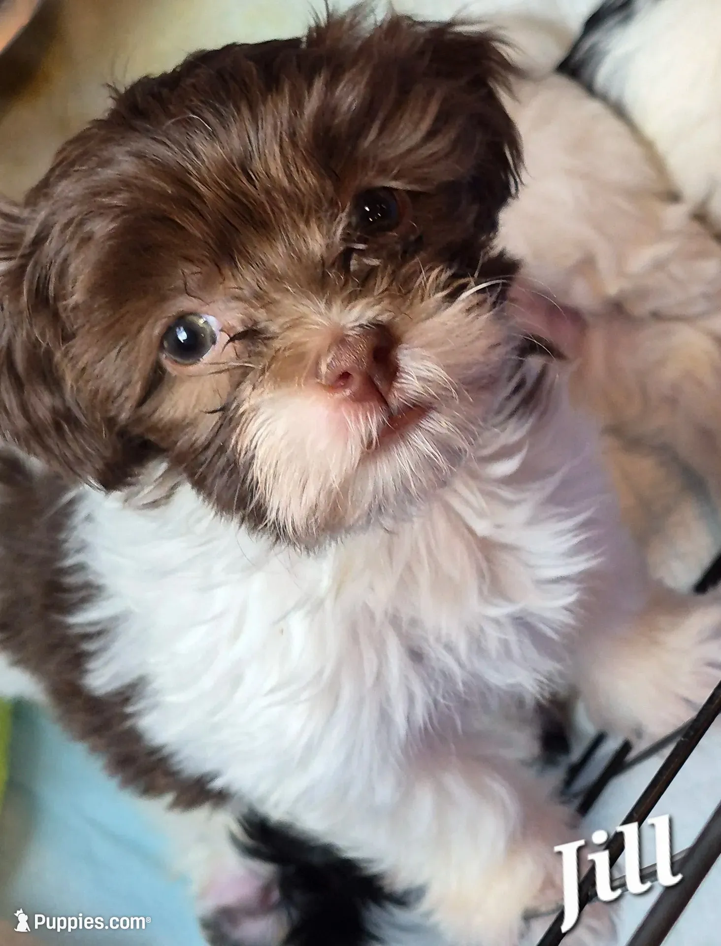 Jill, a female Havanese for sale in Lakeside, MT – 1 of 6