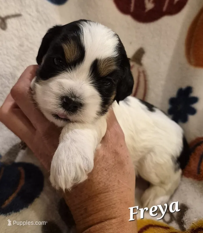 Freya – Cocker Spaniel, Havanese puppy for sale in Lakeside, MT