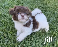 Jill, a female Havanese for sale in Lakeside, MT – 4 of 6