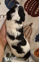 Freya, a female Cocker Spaniel and Havanese for sale in Lakeside, MT – 4 of 4